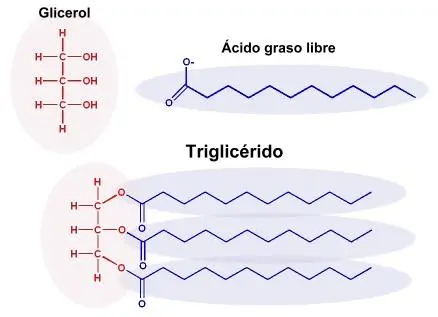 Estructura química de un triglicérido (aceite)